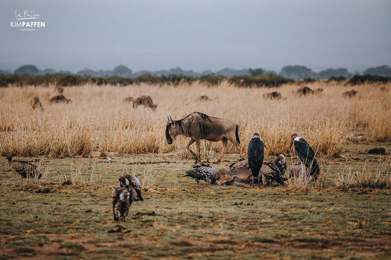 Members of The Ugly Five animal group in Amboseli National Park