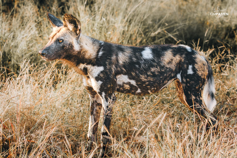 Wild Dog Conservation Klaserie Game Reserve Kruger