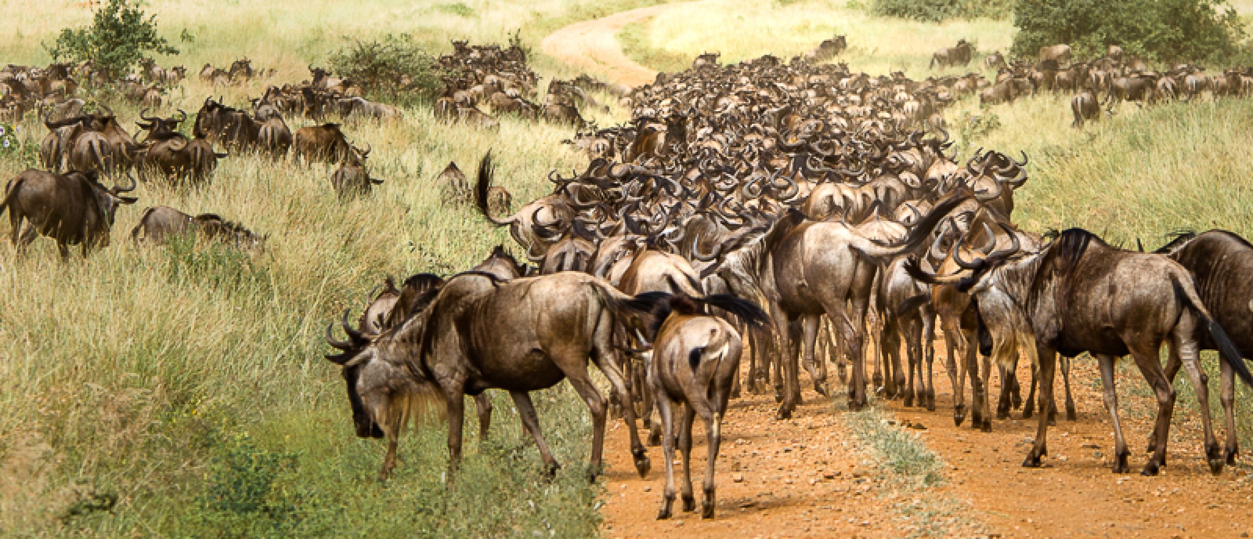 The Great Migration in the Serengeti-Mara Ecosystem