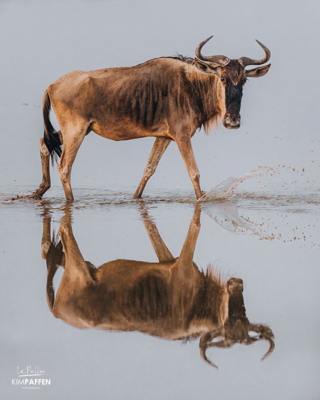 Wildebeest in Amboseli part of the Ugly Five Animals of Africa