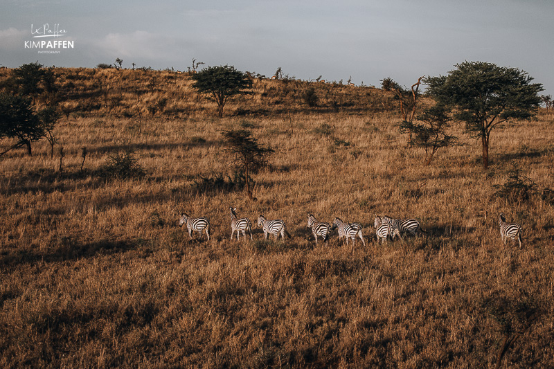 Wildlife on our Balloon Safari in Serengeti