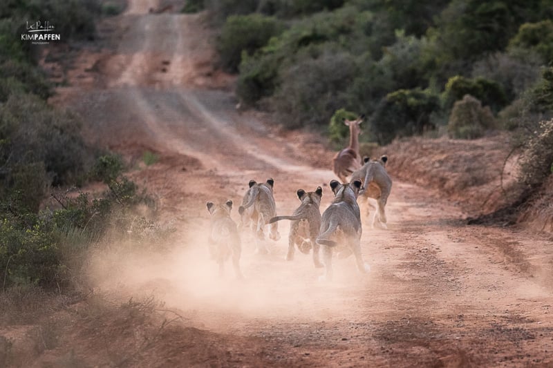 wildlife photography in Shamwari Private Game Reserve South Africa