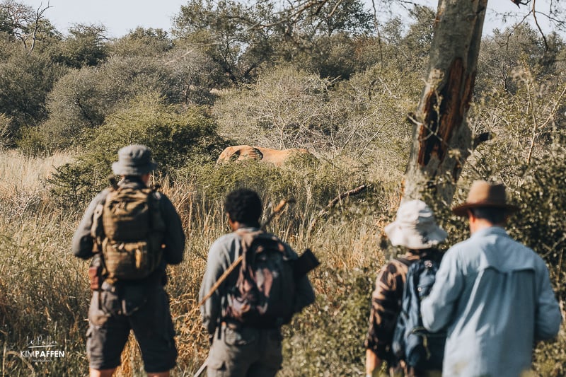 Wildlife Safari on Foot in Pafuri Concession Kruger