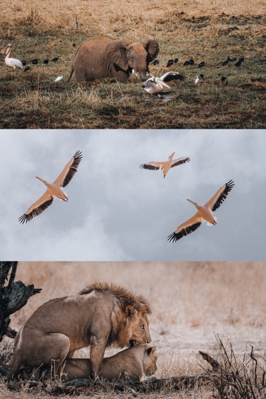 Wildlife Tarangire National Park Tanzania