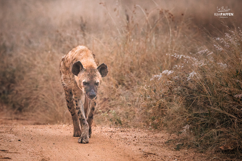 Wildlife Thornybush Nature Reserve Kruger