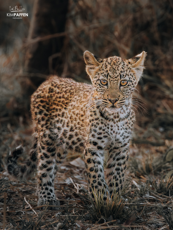 Leopard Cub South Luangwa Zambia