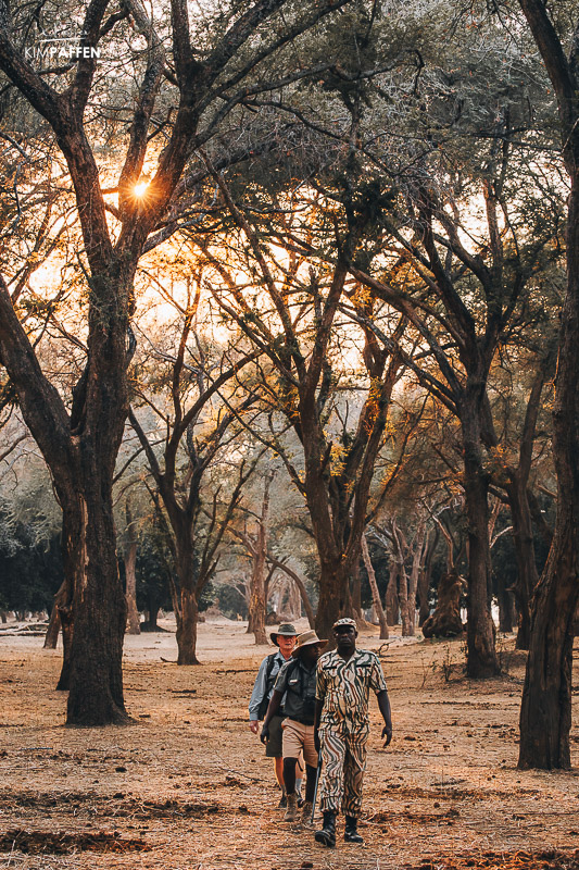 Wintertorn forest Lower Zambezi Zambia