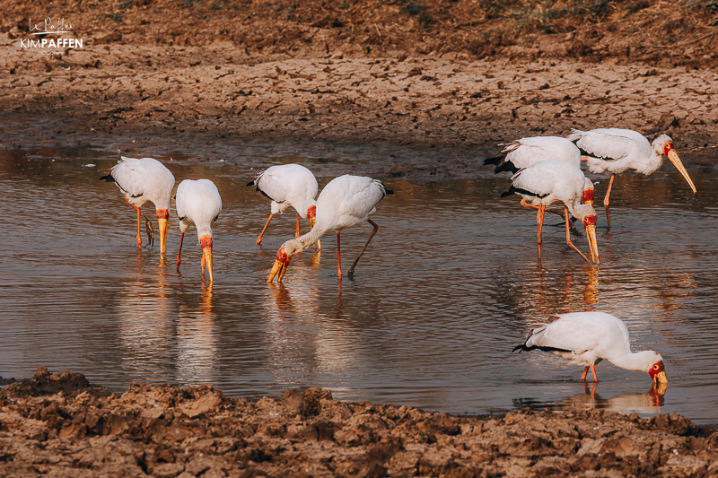 Fish Eagle stealing fish from the yellow-billed storks