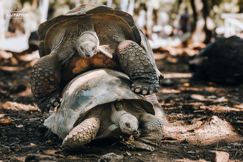 Giant Tortoises on Zanzibar Prison Island