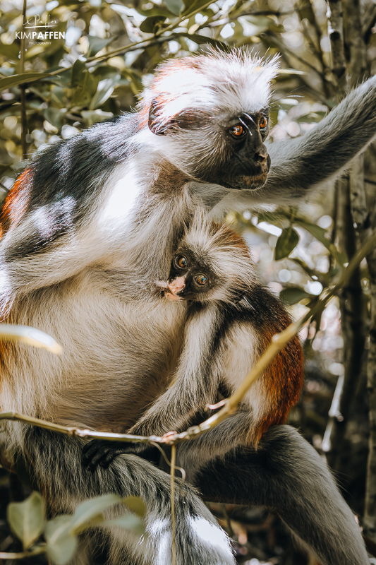 Zanzibar Red Colobus Monkey Jozani Forest