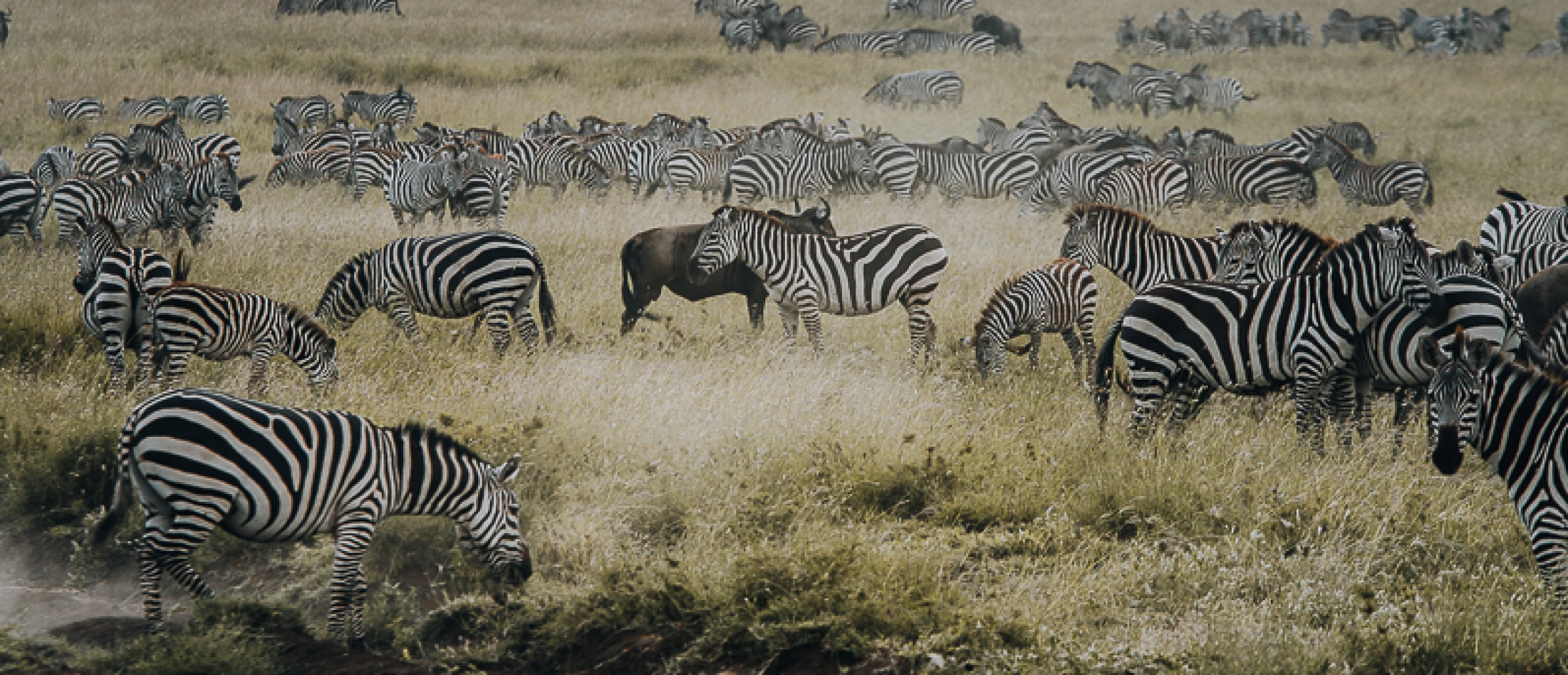 The complete guide for your Serengeti safari in Tanzania