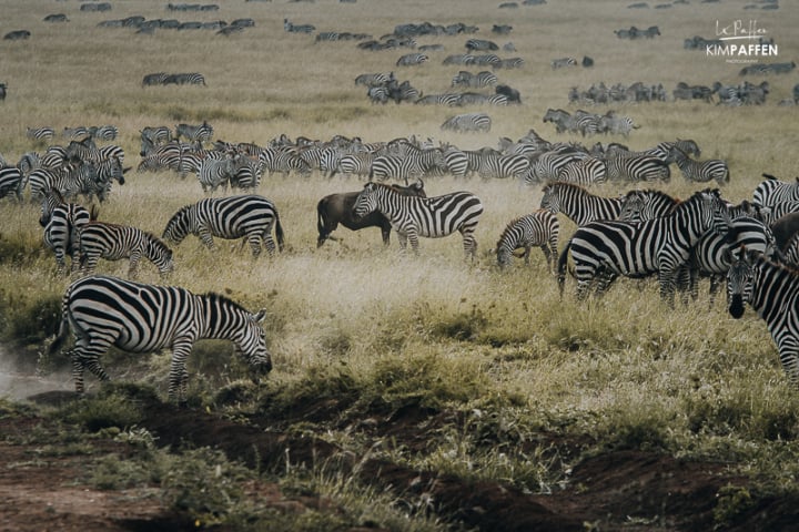 Zebra Migration Serengeti National Park Tanzania