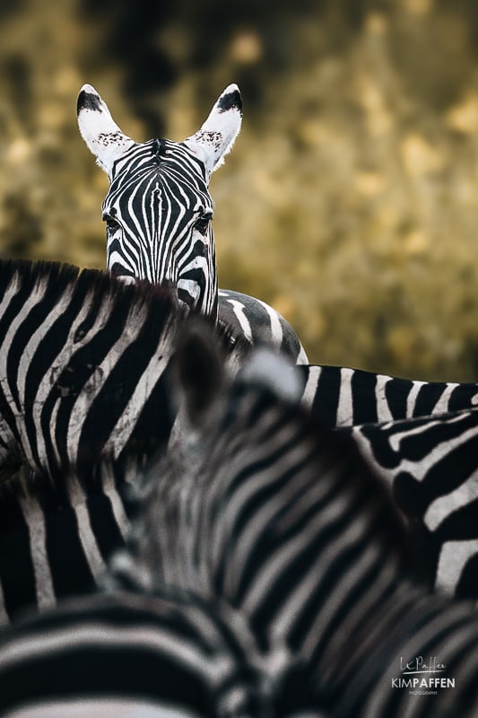 Zebra Tsavo West National Park Kenya