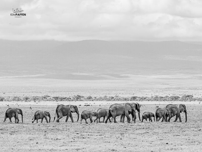 Kenya Travel: Elephants of Amboseli National Park
