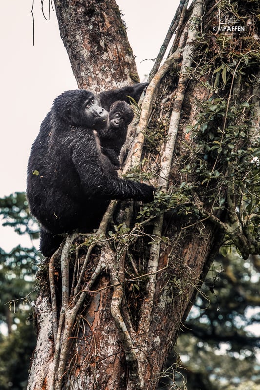 Baby mountain gorilla with mom climbing a tree in Bwindi Forest National Park Uganda