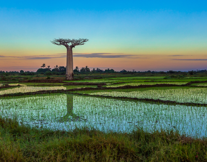 Baobab Reflection in the rice fields of Morondava in Madagascar