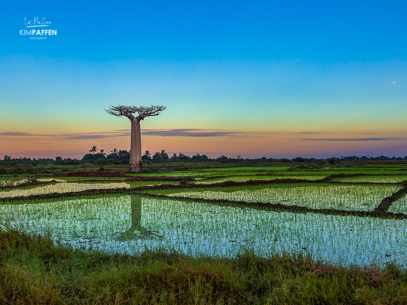 Take better travel photos by searching for reflection, lines, patterns and using the Rule of Thirds, like this Baobab Reflection in the rice fields of Morondava in Madagascar