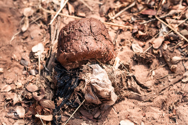 Plastic found in elephant dung! Beat plastic pollution