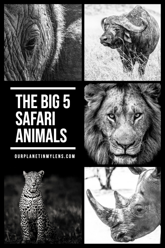 What are the Big 5 animals of Africa and where to find them?