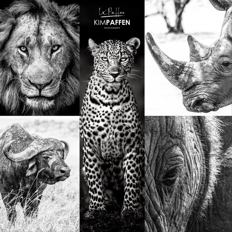 The Big 5 animals in pictures: lion, leopard, rhino, buffalo and elephant