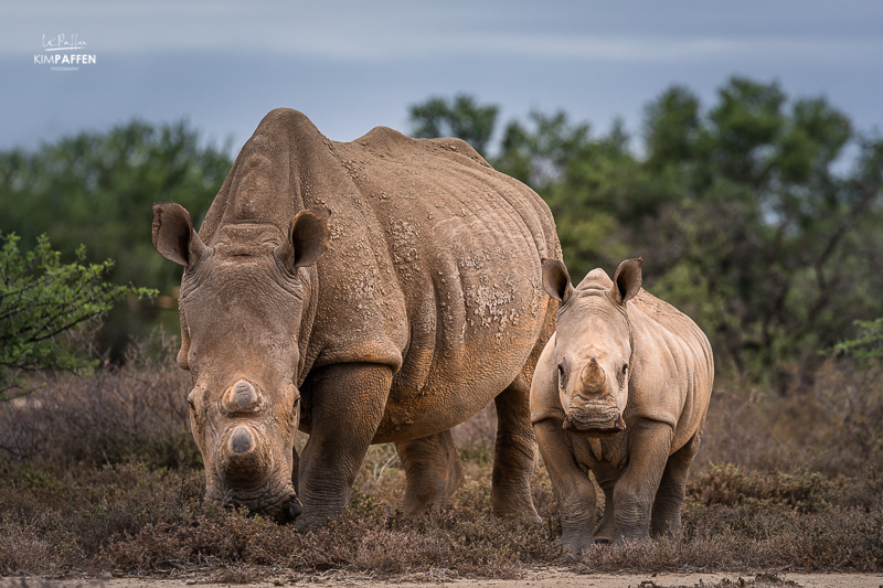 Spot the Big Five on a Safari Trip in South Africa