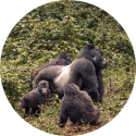 the habituated Bweza gorilla group of the Rushaga sector in Bwindi
