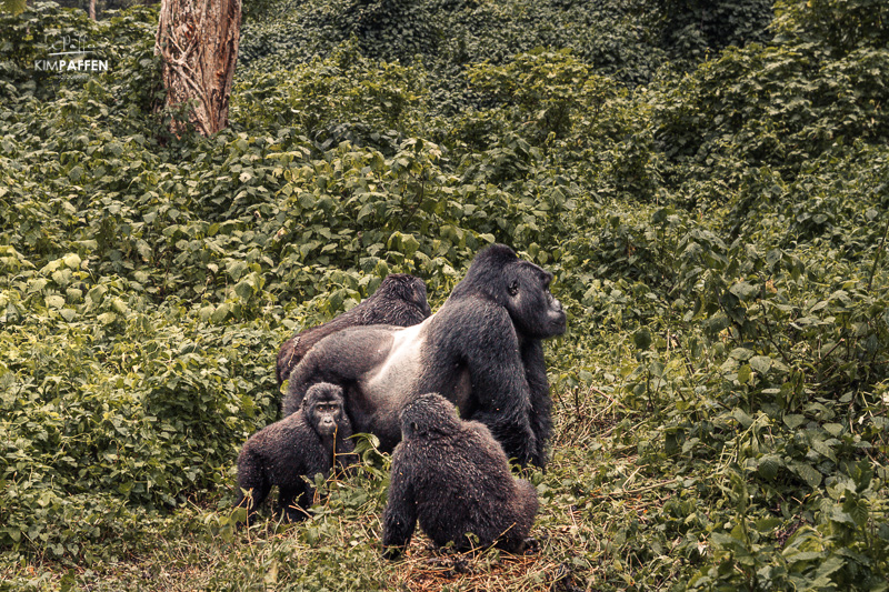 the habituated Bweza gorilla group of the Rushaga sector in Bwindi