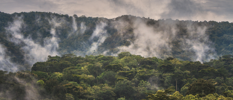 Gorillas in the mist in Bwindi Impenetrable Forest Uganda