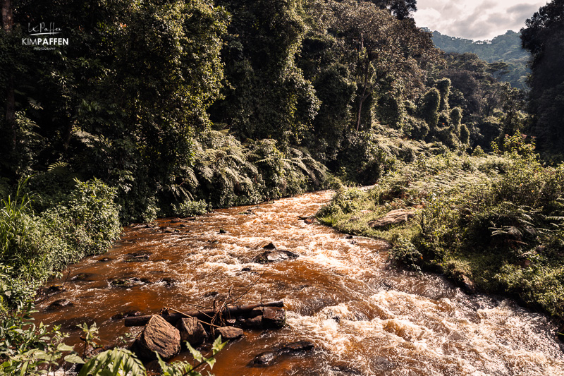 Hiking trail in Rushaga Bwindi in search for the Bweza Gorilla family