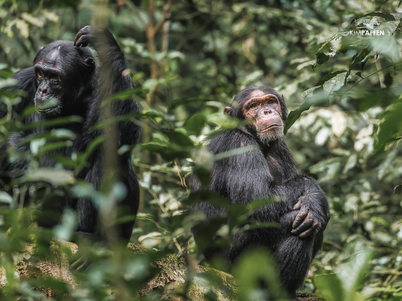chimp tracking Uganda Chimp Tracking Uganda