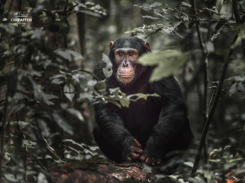 Chimp Trekking in Uganda