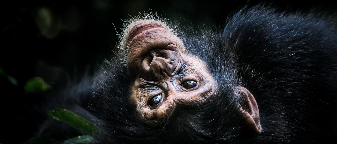 Chimpanzee habituation experience vs. chimp trekking: What should I choose?