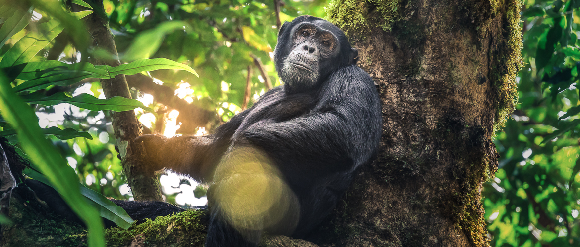 Chimpanzee trekking Uganda: 21 things you need to know 