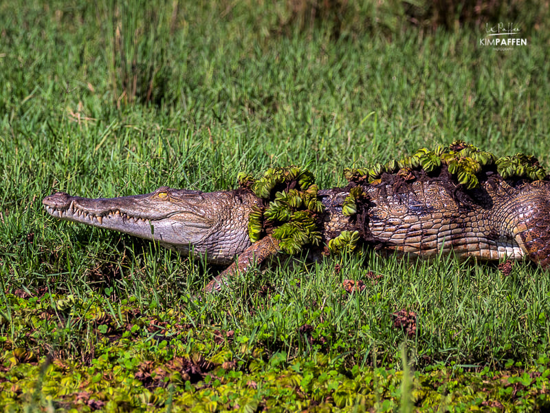 Botswana Travel: Crocodile Chobe National Park