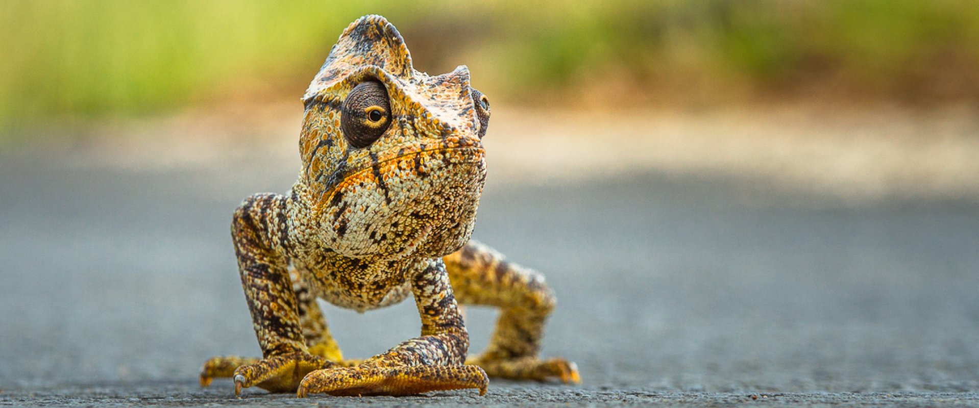 Publication in National Geographic Magazine: Crossing Chameleon