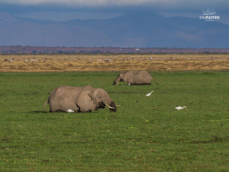 africa safari game