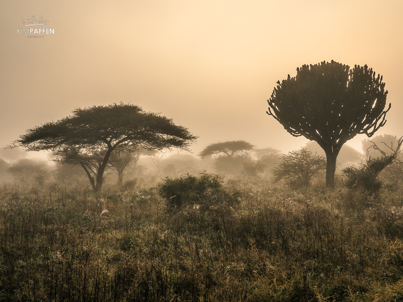Acacia Savannah in KamSholo Bushveld Safaris Eswatini