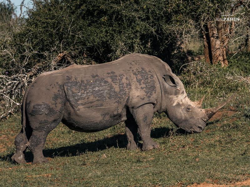 spot wildlife in Royal Hlane National Park Eswatini