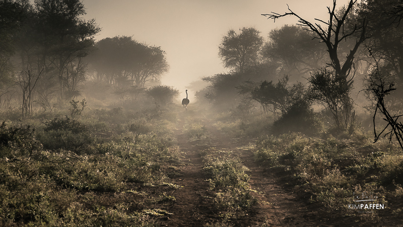 Game drive in Kamsholo is one of the best things to do in Eswatini