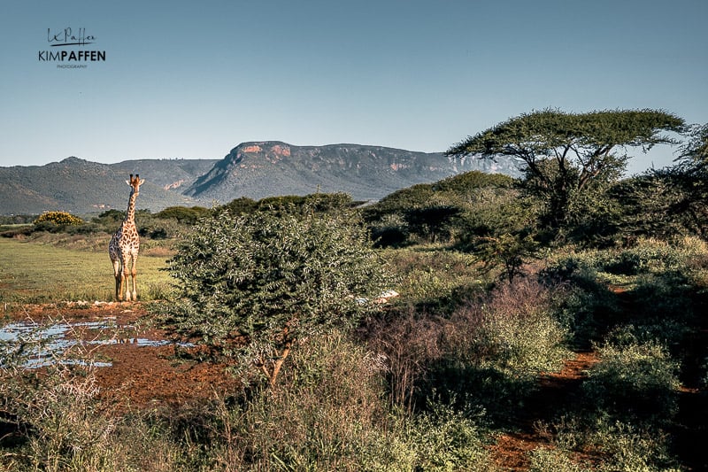 Game drive in KaMsholo Game Reserve is one of the best things to do in Eswatini