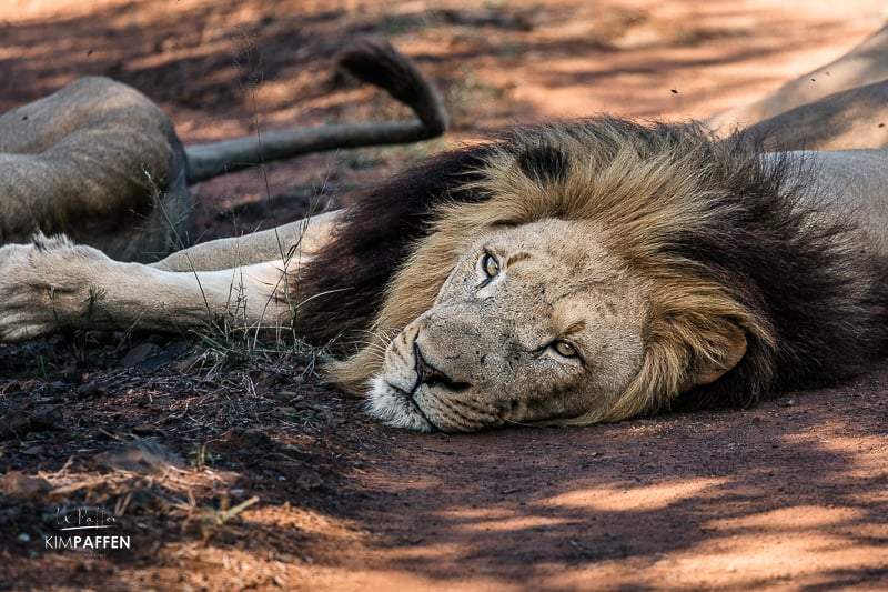 Big Five Safari in Hlane National Park Swaziland in search of lions, rhino, elephants and more