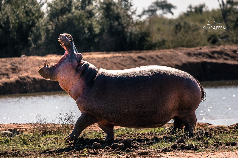 Go on safari game drive in Eswatini (Swaziland)