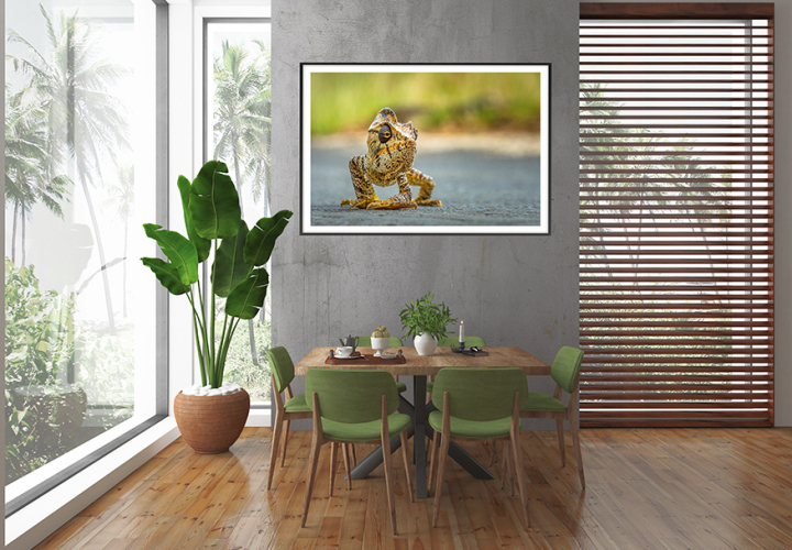 Fine art print of wildlife: Giant Malagasy Chameleon