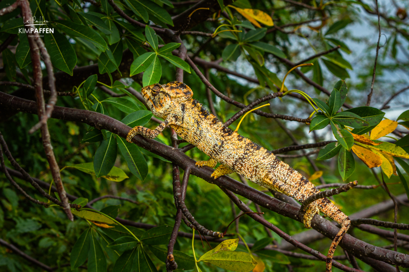 Furcifer Oustaleti or Malagasy Giant Chameleon in a tree in Diego-Suarez