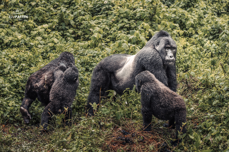 Gorilla Habituation Experience in Rushaga sector of Bwindi in Uganda