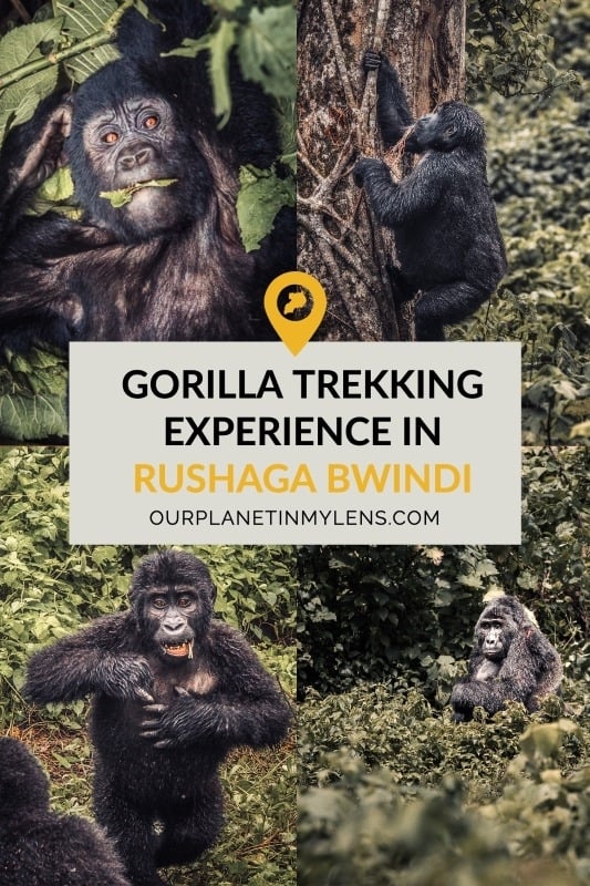 Rushaga Gorilla Trekking Experience in Bwindi Uganda