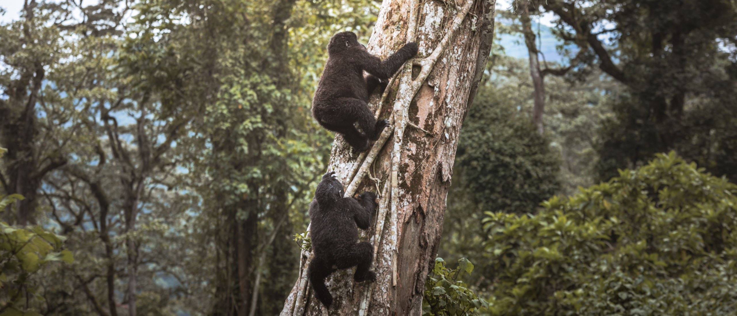 What is a Gorilla permit and why do you need it??