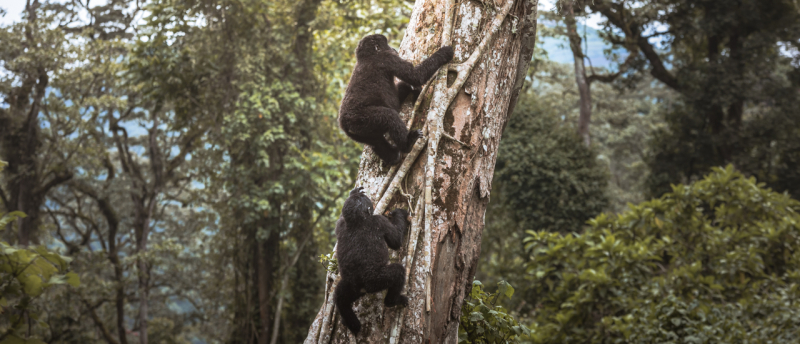 explanation of a gorilla trekking permit and why you need a gorilla pass