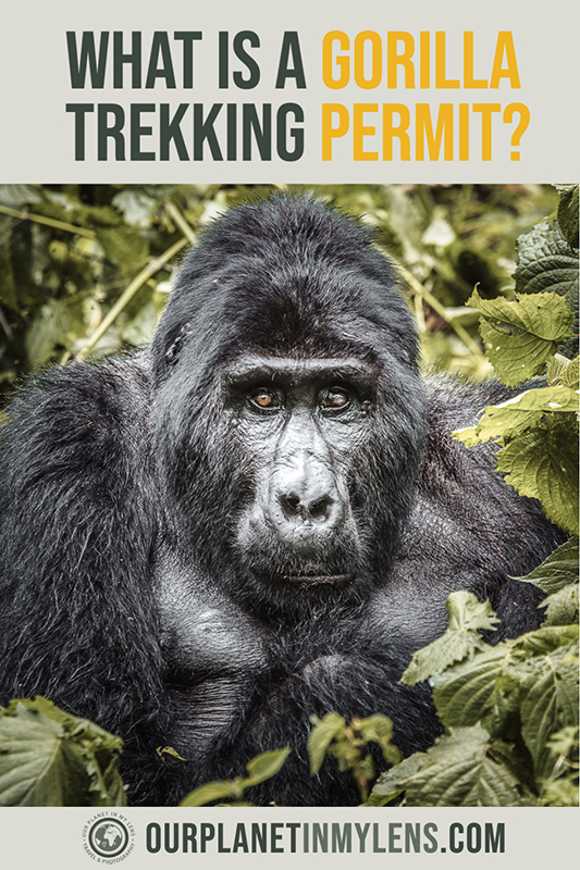 What is a gorilla permit and why do you need it to trek gorillas in Uganda and Rwanda?