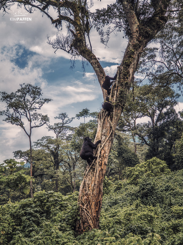 Gorilla Trekking in Rushaga Sector of Bwindi in Uganda